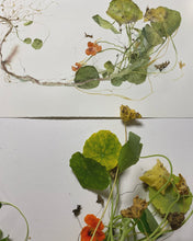 Load image into Gallery viewer, Nasturtiums from Julie’s Garden - A watercolour and ink art workshop with Lesley Kendall
